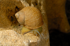 Cornu cephalaeditana