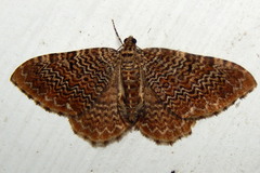 Image of Rheumaptera prunivorata
