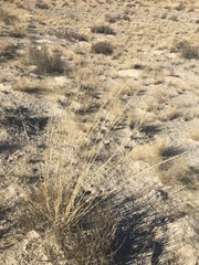 Sporobolus contractus