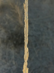 Sporobolus contractus