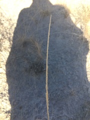 Sporobolus contractus