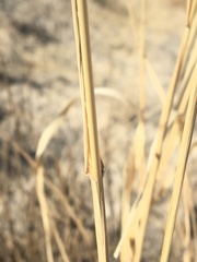 Sporobolus contractus