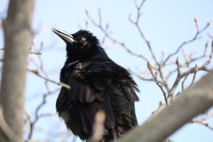 Quiscalus quiscula