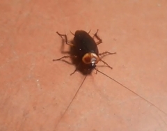 Periplaneta americana