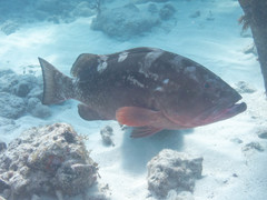 Epinephelus morio