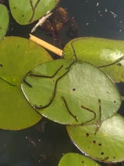 Polypedilum braseniae