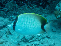 Chaetodon sedentarius