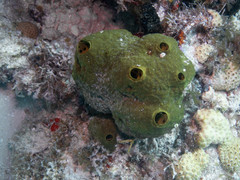 Smenospongia conulosa