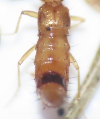 Apalonia seticornis