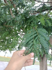 Lysiloma latisiliquum