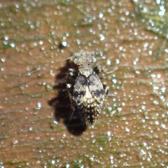 Pteroxanium kelloggi