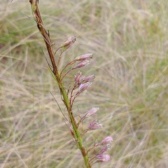 Liatris gracilis