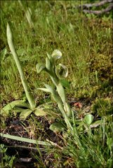 Pterostylis planulata