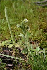 Pterostylis planulata