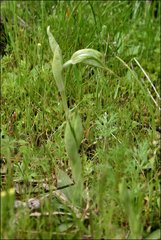 Pterostylis planulata