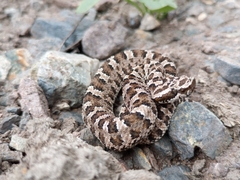 Bothrops ammodytoides