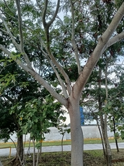 Lysiloma latisiliquum