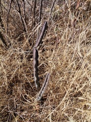 Peniocereus greggii greggii