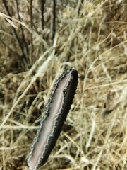 Peniocereus greggii greggii