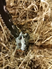 Peniocereus greggii greggii