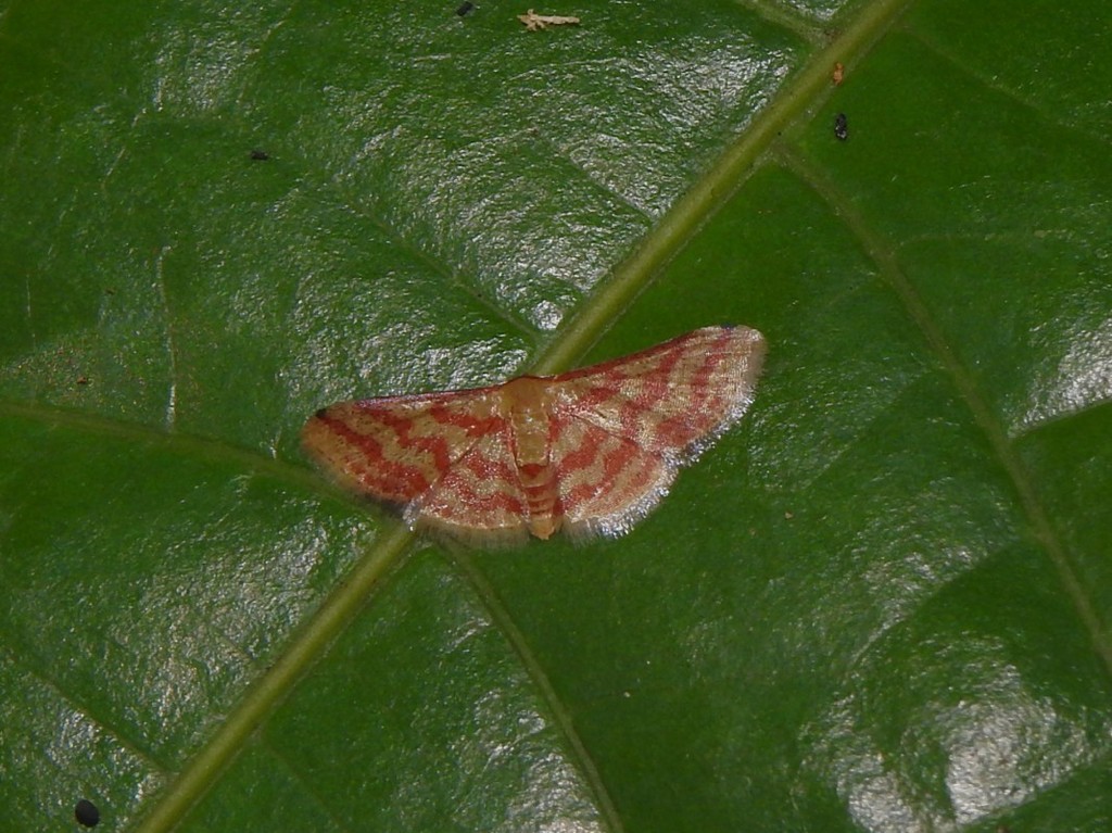 Lobocleta costalis