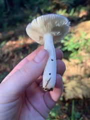 Russula murrillii