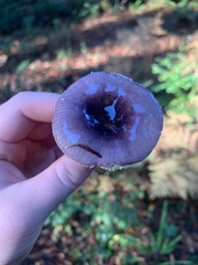 Russula murrillii