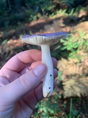 Russula murrillii