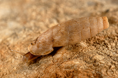 Siciliaria grohmanniana