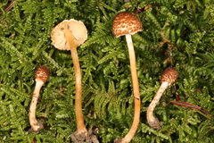 Lepiota castanea