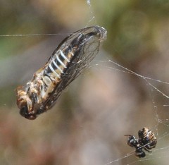 Physeema labyrinthica