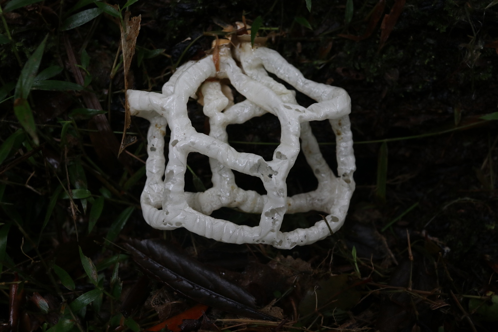 white basket fungus from Ōkaihau, New Zealand on June 14, 2021 at 0318