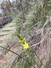 Bulbine glauca
