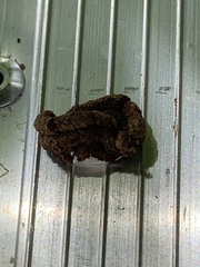 Podargus strigoides