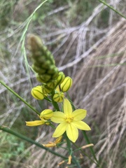 Bulbine glauca