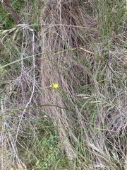 Bulbine glauca