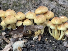 Hypholoma