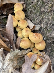 Hypholoma