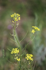 Erysimum diffusum