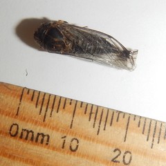 Physeema labyrinthica