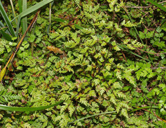 Pteris saxatilis