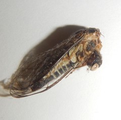 Physeema labyrinthica