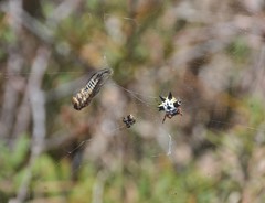 Physeema labyrinthica