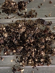 Podargus strigoides