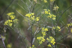 Erysimum diffusum