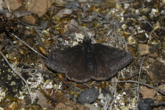 Erynnis persius borealis