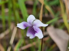 Viola eminens