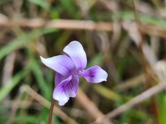Viola eminens