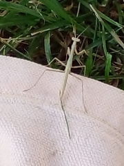 Coptopteryx gayi