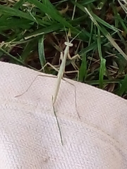 Coptopteryx gayi